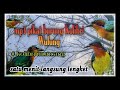 Suara pikat paling ampuh pikat burung Kolibri Wulung ⏩ Kolibri Muncang