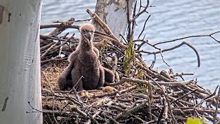 Sunday morning with USS7 and his parents PixCams U. S. Steel Bald Eagle Camera Live Stream - Cam 2