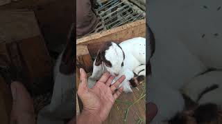 New brown baby ?? || Beautiful baby Goat ? youtubeshorts viral goat babyanimal