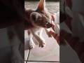 Bersihin Mata Kucing Yang Belekan