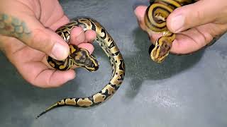 2026:Clutch 9 Follow-Up:BALL PYTHONS~Triple Het Pairing! VPI Axanthic, Albino, & G-Stripe + Leopard 