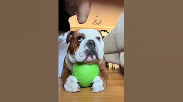 Clementineamidon1 Pot Roast And His Ball Don T Mind My Thumb Dog Doglover 