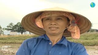 La culture du riz au Vietnam – riz inondé