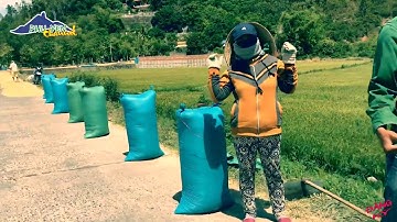 NÉT ĐẸP VÀO MÙA GẶT LÚA Ở QUÊ NẪU PHÚ YÊN ✅ PHU YEN CHANNEL