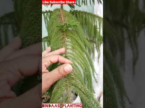 Video: Araucaria bont (Norfolk-denne): foto en beskrywing, tuisversorging, voortplanting