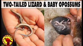 2-Tailed Lizard &amp; Baby Opossums