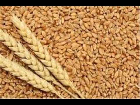 عالم القصص لرجل العجوز دائما على حق معه الرجل القني سبحان الله 