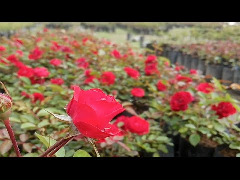 Video: Rose In Miniatura. Varietà