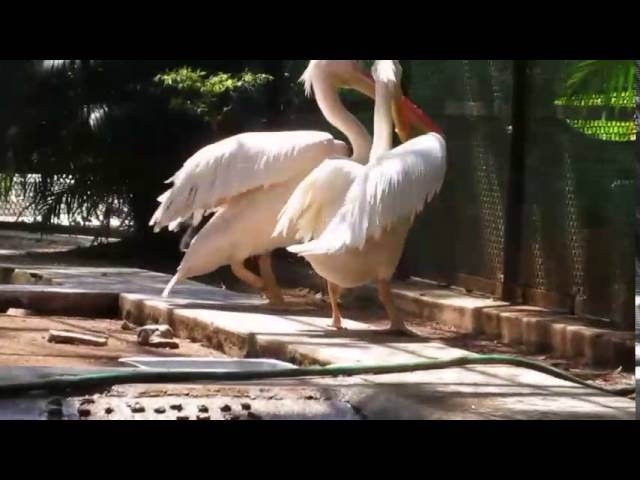 Wild Safari Zoological Park : Pelican, Whistler Teal | KRISHNA KUMAR.R