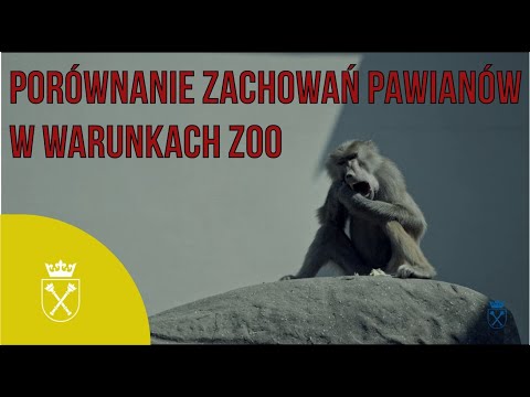 Porównanie zachowań pawianów w warunkach ZOO / Comparison of baboon behavior in ZOO conditions