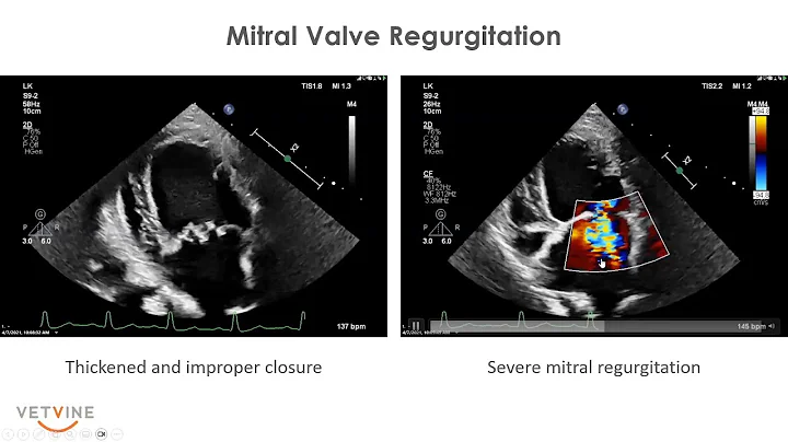 Stages of Heart Disease in Dogs