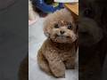 犬にも表情がある