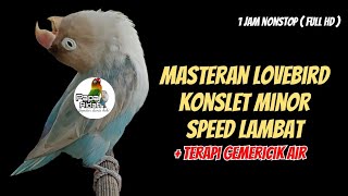 AMPUH 100% MASTERAN LOVEBIRD KONSLET MINOR SPEED LAMBAT   TERAPI GEMERICIK AIR 1 JAM NONSTOP