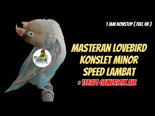 AMPUH 100% MASTERAN LOVEBIRD KONSLET MINOR SPEED LAMBAT + TERAPI GEMERICIK AIR 1 JAM NONSTOP class=