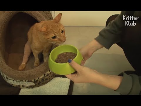 Anorexic Cat Gets Chubby With Love (Part 2) | Animal in Crisis EP38