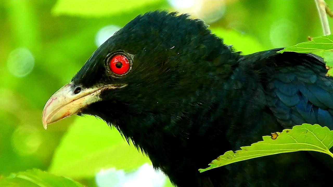 asian koel ki boli koel bird singinging sound cuckoo bird song koyal bird sound कोयल की