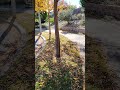 Autumn Splendor#leavesfalling