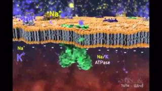 adn-dna net 0345 Potencial de acción o impulso nervioso