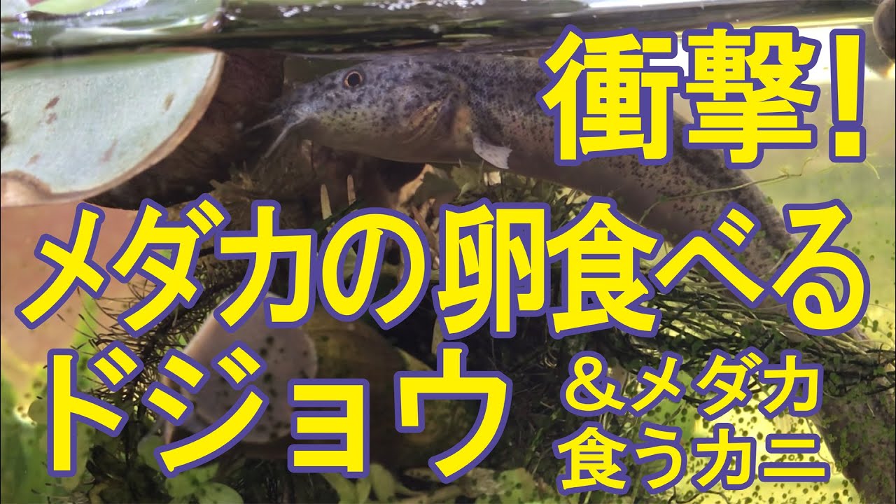 衝撃‼︎ メダカの卵食べるドジョウ　& メダカ食うカニ　アクアリウム　今日の水槽