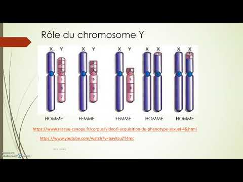 Vidéo: Le gène sry peut-il être sur le chromosome x ?