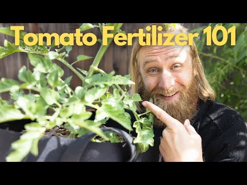 How to Grow Huge, Healthy Tomatoes with the RIGHT Fertilizers