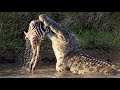 Крокодил В Деле / 10 безжалостных нападений крокодила