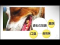 自宅でできる！飼い主が愛犬の歯石取りに挑戦