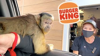 Monkey Visits Burger King Drive Thru!