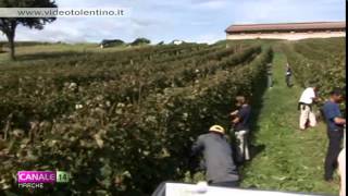 Filiera vitivinicola, 123 nuovi ettari di vigneti nelle Marche