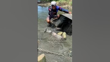 Cá Lớn - Rô Phi Khủng mắc kẹt dưới rác 😱 #khacthuyvlogg