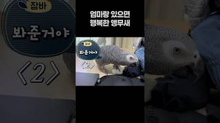 엄마랑 있으면 행복한 앵무새  회색앵무 잠바  #반려동물  #birds #parrot