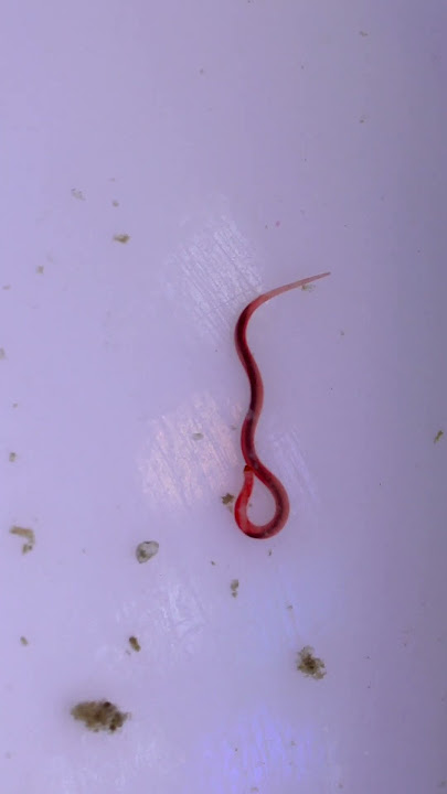 NIGHTMARE Parasitic red WORMS cause issues for fish! 