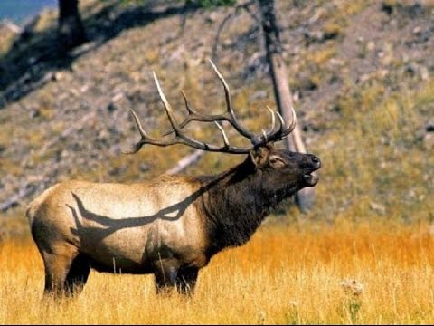 Hunting elk in Yakutia. Hunting elk on a roar . - YouTube