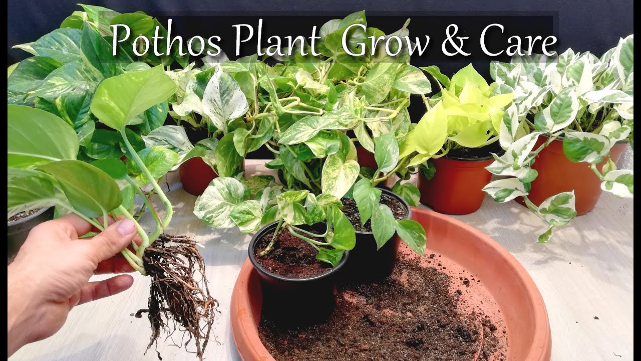 How to care for the Money plant
