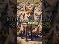 🚨In Navajo, Apache, and Hopi traditions, the fox represents cleverness, strategic thinking, 🚨