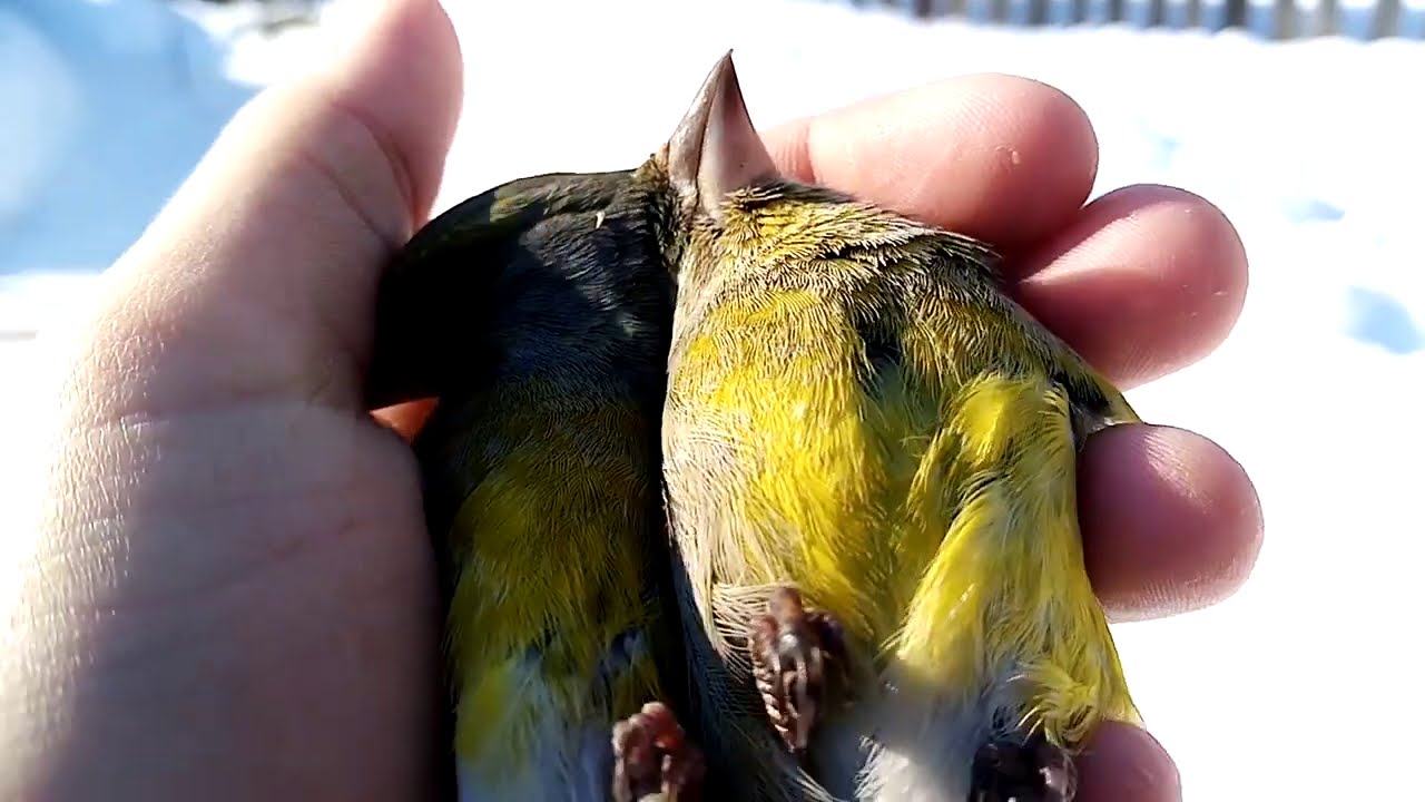 Долгожданная ловля певчих птиц на тайник 👍.
