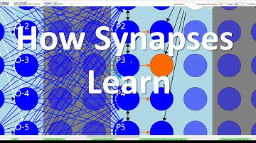 Understanding Hebbian Synapses: How Synapses Learn