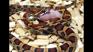 S'N'A Introducing Series: Episode 48  Corn Snakes (An In Depth Look)