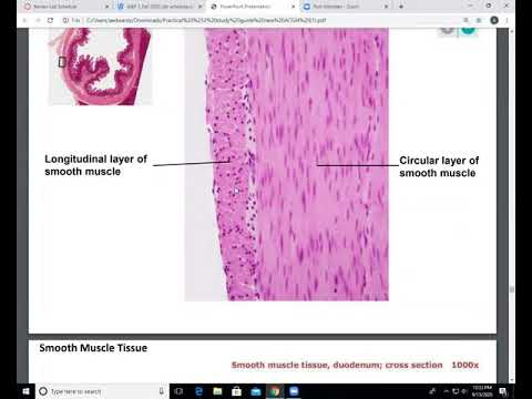 A&P 1 Lab - Muscle Tissue, Nervous Tissue, Body Membranes, and