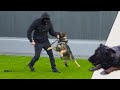 German Shepherd Protects The Family |  Ep2