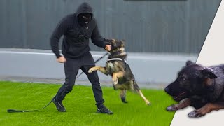 German Shepherd Protects The Family |  Ep2