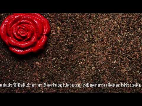 ดอกไม้สีแดงบนดินสีดำ เจ๊ก สุริยา (OFFICIA L LYRIC)