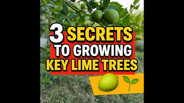 3 SECRETS to growing Key Lime Trees