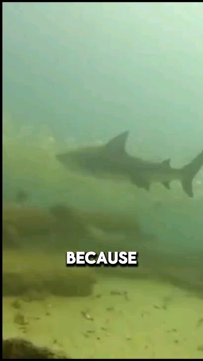 why do Bull Sharks attack humans - YouTube