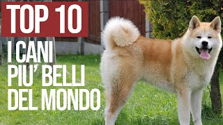 Top 10 Cani Più Belli Del Mondo by Funny Pets 101,905 views 1 year ago 6 minutes, 2 seconds