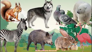 Funny Farm Animal Moments: Rabbit, Pigeon, Bear, Zebra, Flamingo, Wolf, Squirrel  Animal Paradise