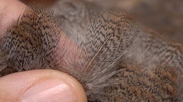 Magic Tying Materials - Hungarian Partridge