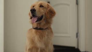 Dog Tested Garage Ball