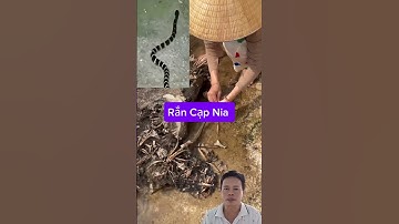 # Shorts Bé Gái 4 Tuổi Bị Rắn Cạp Nia Cắn #tintuc