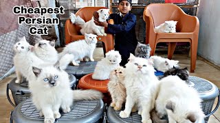 Cat Farming in india || Pet’s Holic || Persian cat farm || Maviya cat